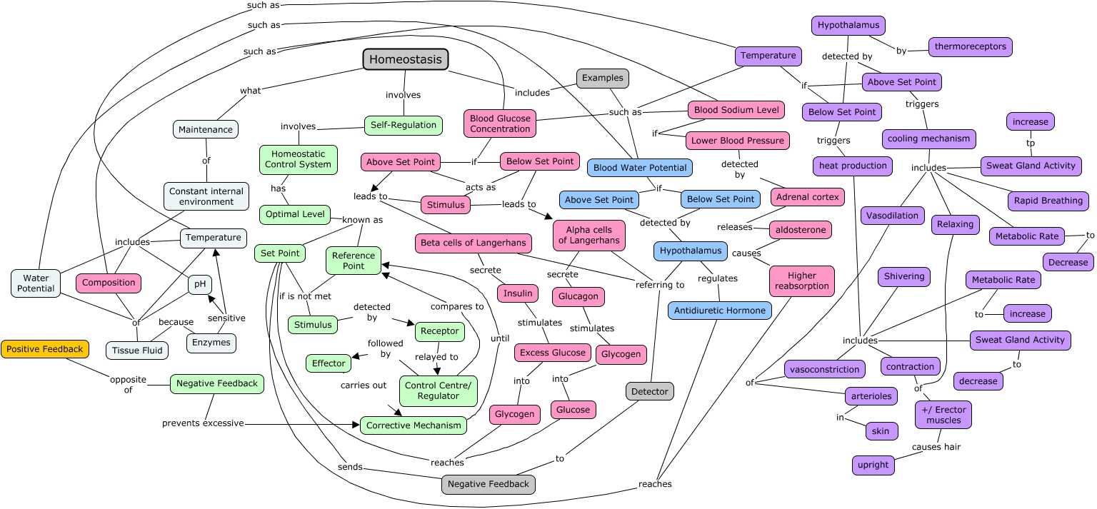 Homeostasis And Transport Concept Map 